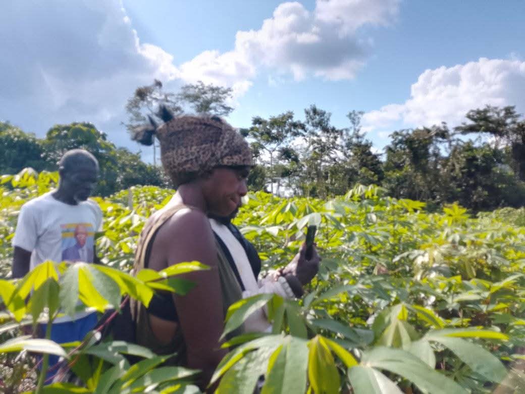 Cassava farming
