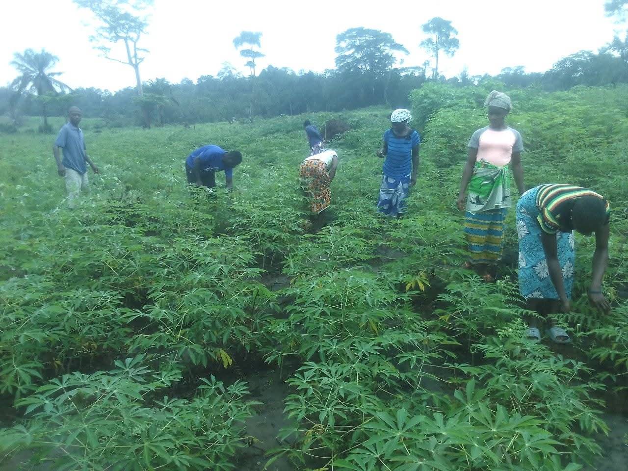 Cassava field