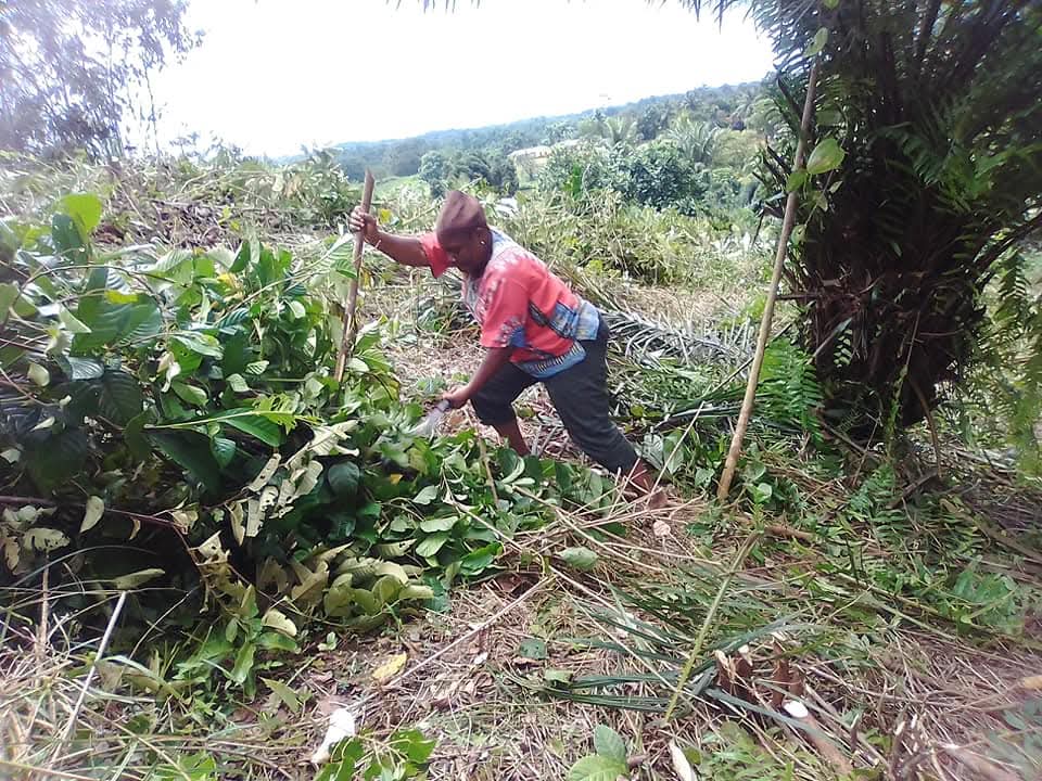 Women in the cassava field