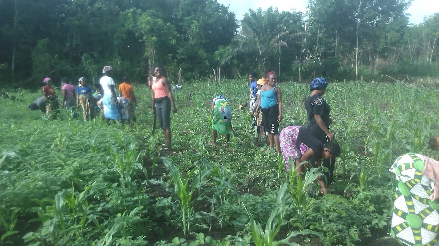 Vegetable farming in rural Liberia